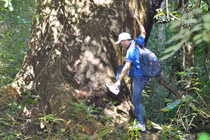 Cây cổ thụ quý xanh tươi suốt 7 thế kỷ ở rừng Cát Tiên 