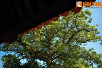 Cây gạo cổ thụ công chúa nhà Trần trồng 700 năm trước