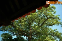 Cây gạo cổ thụ công chúa nhà Trần trồng 700 năm trước