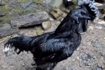 Dân chơi “sốt” gà đen tuyền giá 2.500 USD/con