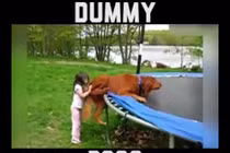 Clip hài: Sự ngớ ngẩn khó đỡ của loài chó