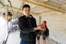 Tất bật "ủ ấm, cho ăn ngon" siêu gà Đông Tảo chờ Tết