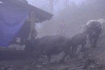 Cảnh người dân Sa Pa vất vả lùa gia súc đi tránh tuyết rơi