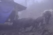 Cảnh người dân Sa Pa vất vả lùa gia súc đi tránh tuyết rơi