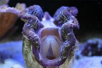 Những động vật màu tím lịm kỳ dị nhất Việt Nam