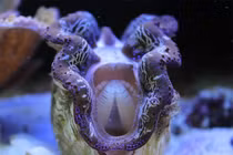 Những động vật màu tím lịm kỳ dị nhất Việt Nam