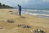 Cá chết hàng loạt dạt vào bờ biển Đà Nẵng