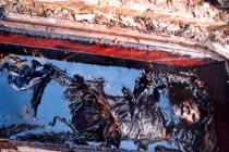 Bí ẩn loại gỗ đóng linh cữu huyền thoại ở VN