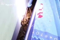 Hãi hùng khoảnh khắc rắn lởn vởn xung quanh nhà