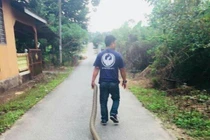 Bắt hổ mang chúa khổng lồ bằng tay không, kéo lê trên đường 