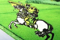 Tuyệt tác khổng lồ trên đồng ruộng Nhật Bản