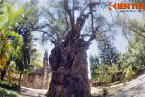 Chiêm ngưỡng cây phi lao cổ thụ khổng lồ nhất VN