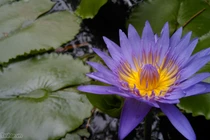 Loạt ảnh chụp từ Bphone: "Thật tuyệt vời", "không thể tin nổi"