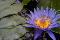 Loạt ảnh chụp từ Bphone: "Thật tuyệt vời", "không thể tin nổi"