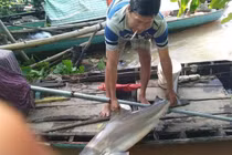 Xôn xao ngư dân miền Tây thả câu trúng loài cá lạ