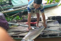Xôn xao ngư dân miền Tây thả câu trúng loài cá lạ