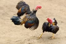 Năm Đinh Dậu kể chuyện phá án... chọi gà