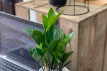 Đặt 4 loại cây phong thuỷ này để “mời gọi” thần Tài, cuối năm tài lộc nở rộ