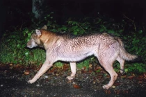 Cuộc săn tìm 'ma sói' Nhật Bản sau lần chạm trán bí ẩn