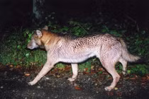 Cuộc săn tìm 'ma sói' Nhật Bản sau lần chạm trán bí ẩn