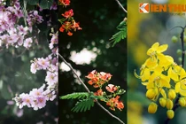 Ngắm phố phường Hà Nội rực rỡ trong sắc hoa đầu hạ 