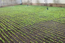 Làm giàu khác người: Trồng loài rau dại nhiều nơi vứt đi, kiếm bộn tiền