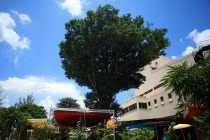 Ngắm cây Kơ nia nổi tiếng nhất Tây Nguyên