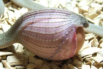 Điểm danh 10 loài bò sát kỳ lạ nhất thế giới