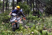 TP HCM: Mưa lớn, cây xanh đổ hàng loạt làm nhiều người bị thương 