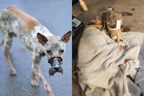 Dân mạng cãi vã vụ giải cứu chú chó bị băng mõm