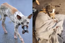 Dân mạng cãi vã vụ giải cứu chú chó bị băng mõm