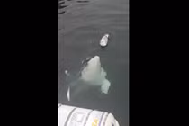 Thích thú ngắm cá voi trắng tinh nghịch trêu đùa mòng biển