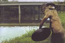 Quái vật dê nổi tiếng thế giới: “Quái dê” hồ Worth