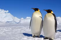  Top 10 loài chim to nhất thế giới