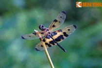 Cận cảnh loài chuồn chuồn đẹp nổi tiếng thế giới của Việt Nam