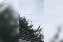 Sửng sốt cảnh 50.000 con ong bao vây một ngôi nhà