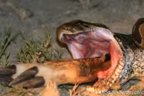 Kinh dị loài trăn khổng lồ ăn thịt người ở châu Phi