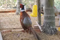 Thuần hóa chim trĩ rừng dạn dĩ và dễ nuôi như... gà 