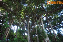 Zoom cây cổ thụ 800 tuổi khủng bậc nhất Việt Nam 