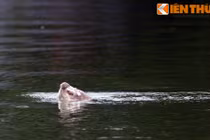 Giải mã tình cảm huyền bí người Việt dành cho cụ Rùa