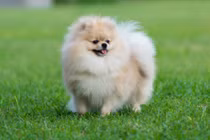 Top 10 giống chó đẹp nhất thế giới