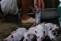 Báo Tây đăng loạt ảnh “sốc” về thịt chuột Hà Nội