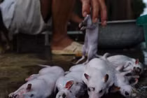 Báo Tây đăng loạt ảnh “sốc” về thịt chuột Hà Nội