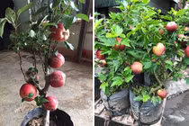 Mua táo bonsai về trưng Tết, “ngã ngửa” khi thấy nở hoa dâm bụt