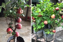 Mua táo bonsai về trưng Tết, “ngã ngửa” khi thấy nở hoa dâm bụt