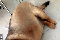 Kinh ngạc chú chó siêu béo nặng 70kg ở Cao Bằng