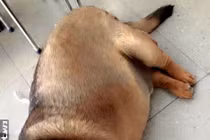 Kinh ngạc chú chó siêu béo nặng 70kg ở Cao Bằng