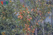 Cận cảnh hàng cây phong lá đỏ trên phố Hà Nội đang chuyển màu