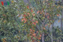 Cận cảnh hàng cây phong lá đỏ trên phố Hà Nội đang chuyển màu