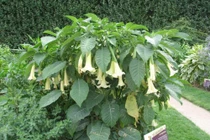 6 loại cây chứa độc tố thường được trồng làm cảnh